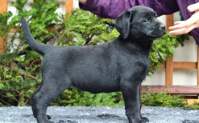 Labrador - štěňátko černá fenka