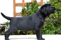 Labrador - štěňátko černá fenka