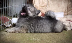 Německý špic s PP