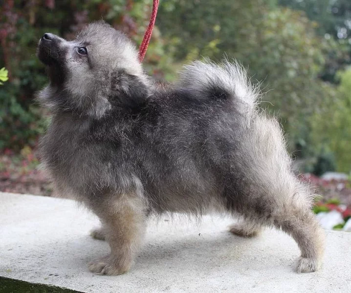 Německý špic s PP