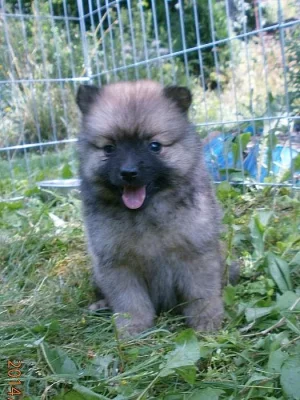 Německý špic s PP