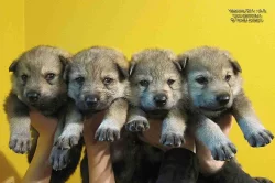 Československý vlčák s PP