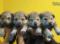 Československý vlčák s PP