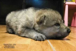 Československý vlčák s PP