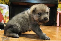 Československý vlčák s PP