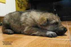 Československý vlčák s PP