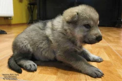 Československý vlčák s PP