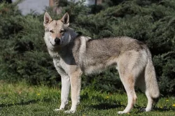 Československý vlčák s PP