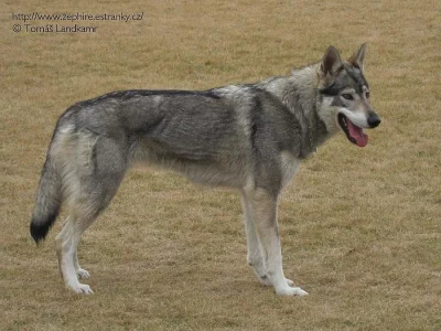 Československý vlčák s PP