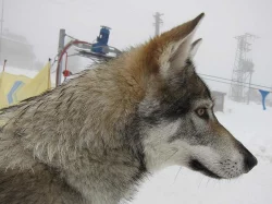 Československý vlčák s PP