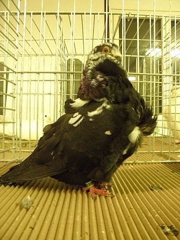 Čínský holub