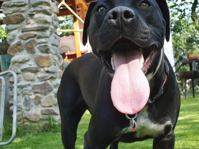 Štěňátka Amerického pitbulteriéra
