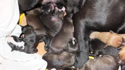 Štěňátka Amerického pitbulteriéra