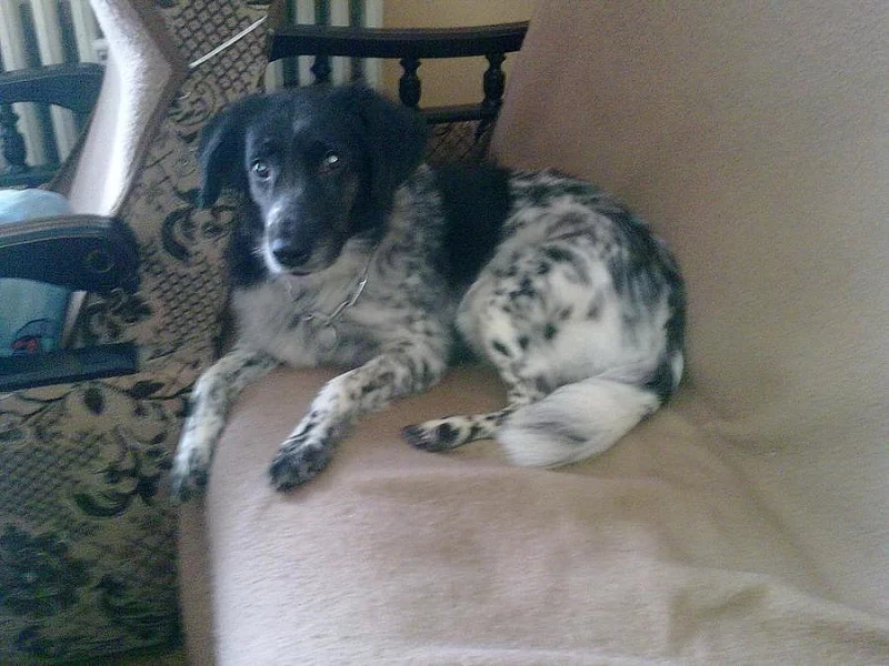 Krásná fenka pro zkušené majitele