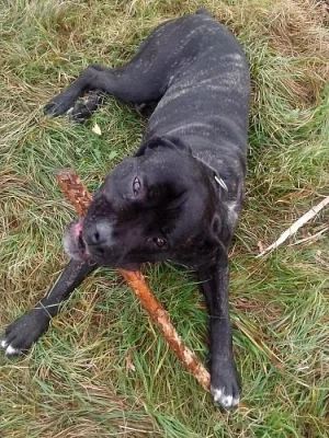 Largo hledá nový domov