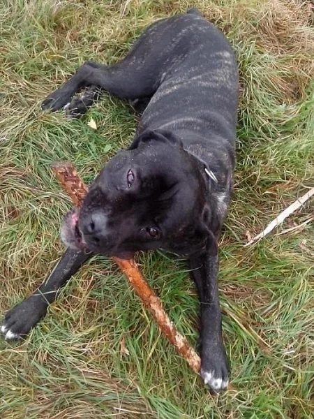 Largo hledá nový domov