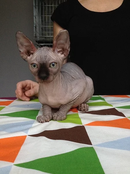 Canadský Sphynx