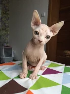 Canadský Sphynx