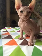Canadský Sphynx
