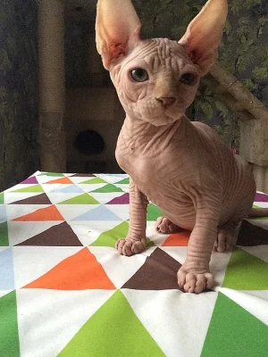 Canadský Sphynx