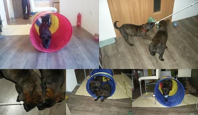 Šteňatá z KNPV linii