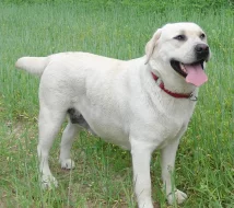 Labrador retriever, černí pejsci s PP