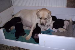 Labrador retriever, černí pejsci s PP