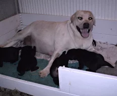 Labrador retriever, černí pejsci s PP