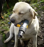 Labrador retriever, černí pejsci s PP