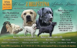 Labrador retriever, černí pejsci s PP