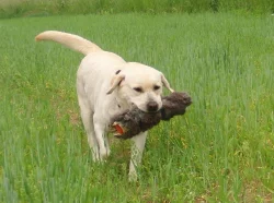 Labrador retriever, černí pejsci s PP