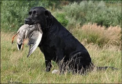 Labrador retriever, černí pejsci s PP