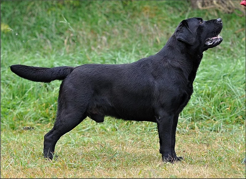 Labrador retriever, černí pejsci s PP