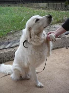 Darujeme hodnou 3 letou fenku Slove