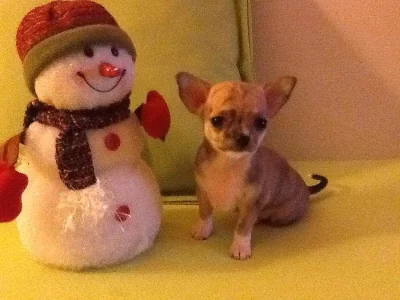 Čivavu krátkosrstou