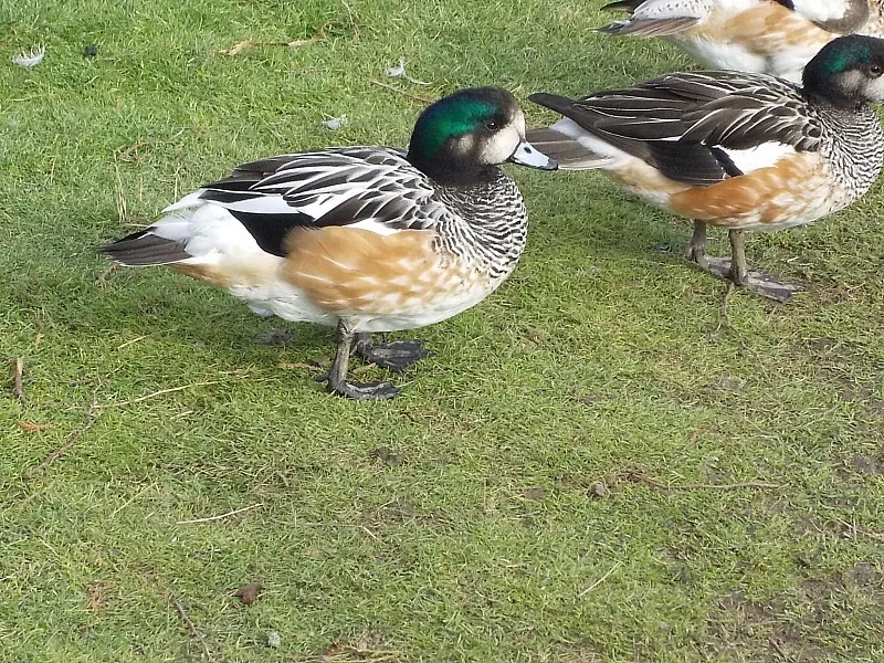 Okrasné kachny - Hvízdák stejnobarvý - (čilský)