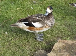 Okrasné kachny - Hvízdák stejnobarvý - (čilský)