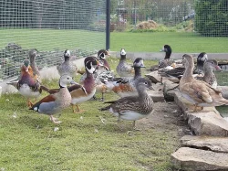 Okrasné kachny - Hvízdák stejnobarvý - (čilský)