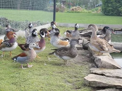 Okrasné kachny - Hvízdák stejnobarvý - (čilský)