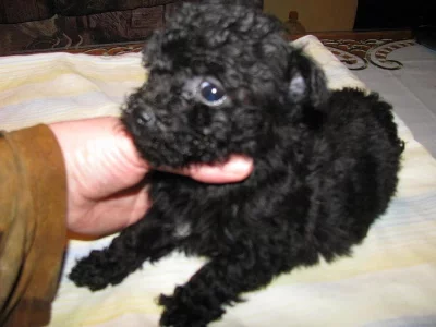 Barevný boloňský psík, štěně s PP