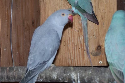 alexandr m. a andulky