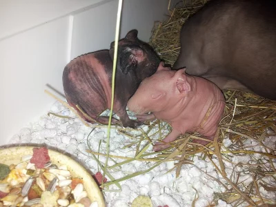 Morče skinny IHNED K ODBĚRU