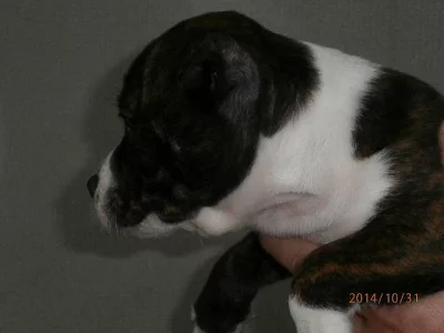 Stafordšírský bulterier