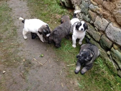 Štěňata - kavkazský pastevecký pes