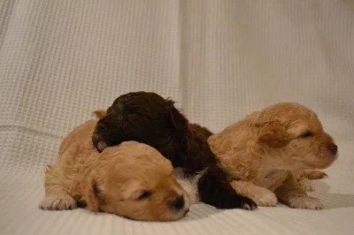 Krásná štěňátka boloňského psíka