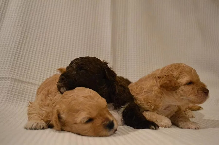 Krásná štěňátka boloňského psíka