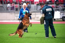 Německý ovčák - štěňata s PP (z.k.)