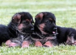 Německý ovčák - štěňata s PP (z.k.)