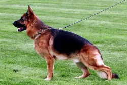 Německý ovčák - štěňata s PP (z.k.)