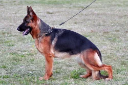 Německý ovčák - štěňata s PP (z.k.)